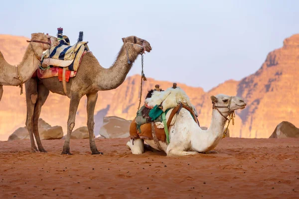Los Camellos Descansan Sobre Arena Desierto Wadi Rum Jordania Arenisca — Foto de Stock