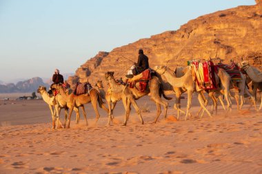 Ürdün, Wadi Rum - 2 Kasım 2022 Çölde develerin karavanı, gün batımında kaya dağları