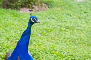 Tavuskuşu portresi yakın plan, kopyalama alanı, yeşil çimen arkaplan