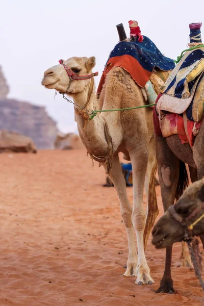 Верблюд Сідлом Стоїть Йорданській Пустелі Ваді Рам Портрет Зблизька — стокове фото