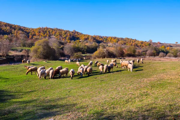 丘の中腹と秋の木々に羊の放牧の群れ — ストック写真
