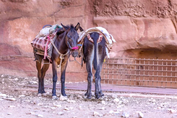 约旦佩特拉古石城的两只鞍子驴 — 图库照片