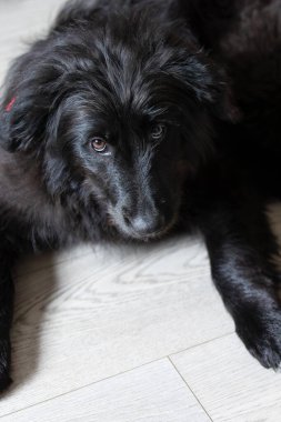 Kırmızı yakalı siyah köpek yavrusu evde yere uzanmış, kameraya bakıyor, yakın plan portre.