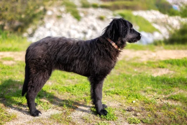 Black Dog Puppy Stands Grass Sideways Camera Walk Outdoors — Stock Photo, Image