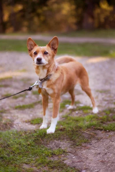 Rudowłosy Kundel Mały Pies Odkryty Zbliżenie Portret — Zdjęcie stockowe