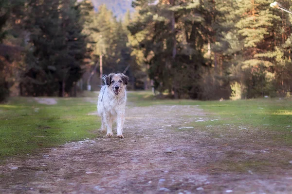 Щаслива Велика Змішана Собака Біжить Парку Весна — стокове фото
