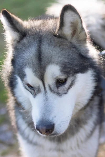 Siberian Husky Retrato Close Rosto Com Branco Cinza Cor Casaco — Fotografia de Stock