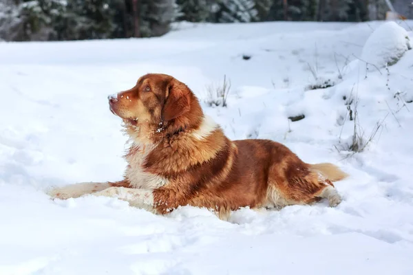 Groot Prachtig Gember Hond Buiten Winter Sneeuw Achtergrond Liggend Neer — Stockfoto