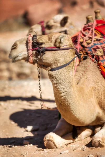 Hermoso Camello Decorado Sonriendo Retrato Cerca Desierto Jordania —  Fotos de Stock