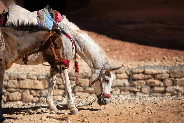 约旦佩特拉古石城的两只鞍子驴 — 图库照片