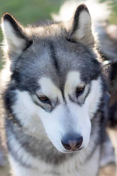Potret Wajah Dekat Siberia Husky Dengan Warna Mantel Putih Dan — Stok Foto
