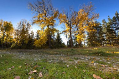 Ağaçlardaki parlak sarı sonbahar yapraklarının alçak açılı görüntüsü
