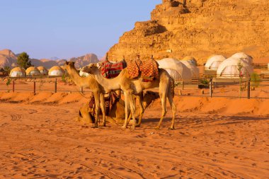 Jordan, deve kervanı muhteşem Wadi Rum çölünde dinleniyor, Ay Vadisi 'nde. Kamp çadırları ve kumtaşı dağ kayaları olan bir manzara.
