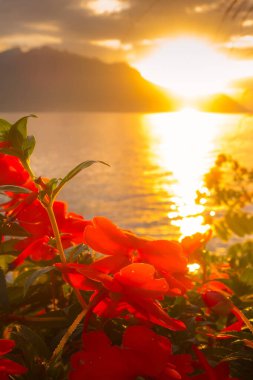 Panoramik günbatımı manzaralı Cenevre Gölü, Leman İsviçre Montreux gezinti güvertesinden kırmızı renkli çiçeklerle