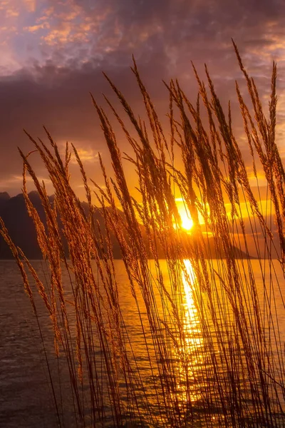 瑞士日内瓦宁静的落日湖带着芦苇花 在高山上闪耀的阳光 — 图库照片
