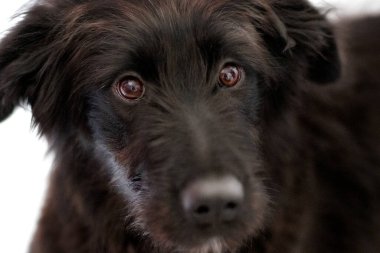 Siyah köpek melezi köpek yavrusu kameraya bakıyor, yakın plan portre