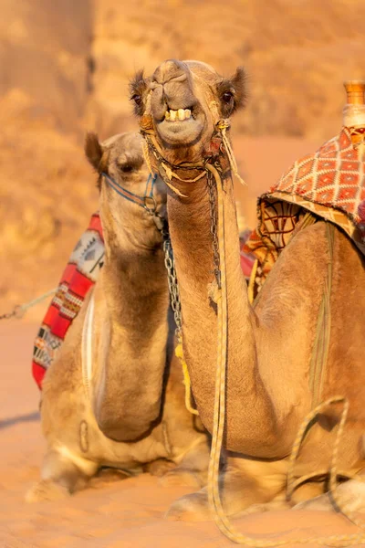 约旦Wadi Rum沙漠的两只骆驼微笑着看着摄像机 — 图库照片