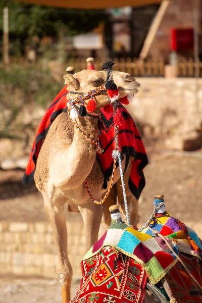 Retrato Close Camelo Sob Rochas Vermelhas Petra Jordânia — Fotografia de Stock