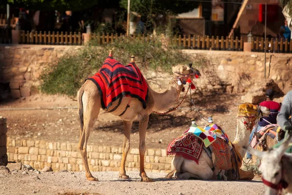 Dois Camelos Close Retrato Sob Rochas Vermelhas Petra Jordânia — Fotografia de Stock