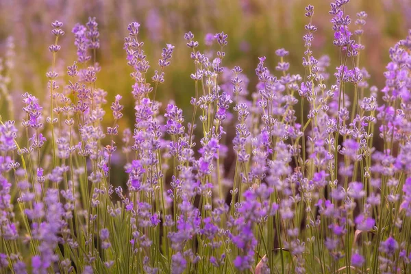 Violett Violettes Lavendelfeld Aus Nächster Nähe Blumen Pastellfarben Vor Verschwommenem — Stockfoto