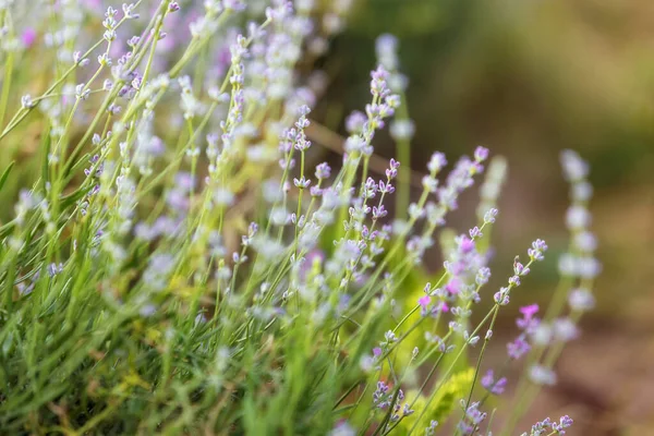 Lavendel Lila Blüten Nahaufnahme Auf Einem Verschwommenen Hintergrund Feld — Stockfoto
