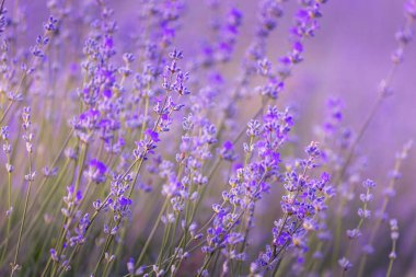 Mor mor lavanta tarlasına yakın çekim. Bulanık arkaplanda pastel renkte çiçekler
