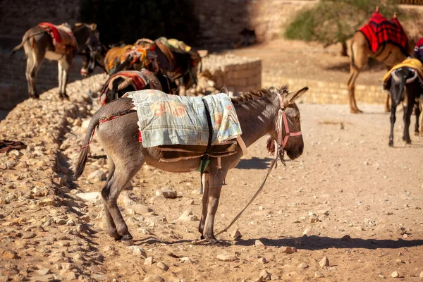 约旦佩特拉古石城的驴鞍站在那里 — 图库照片