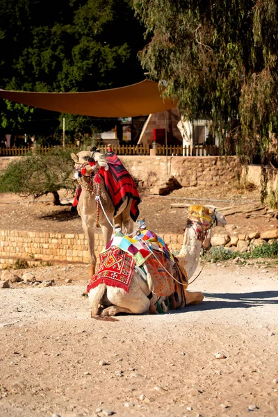 Dos Camellos Retrato Cerca Bajo Rocas Rojas Petra Jordania —  Fotos de Stock