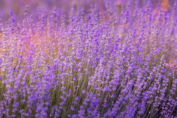 紫色のラベンダー畑のクローズアップ 背景がぼやけているパステルカラーの花 — ストック写真