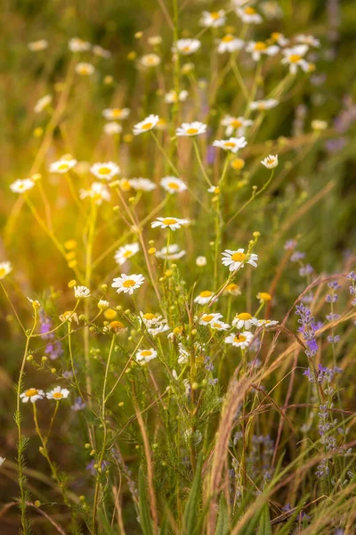 Blooming Wild Chamomile Lavender Flowers Sunset Summer — Stock Photo, Image