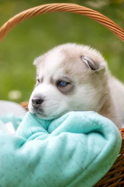 在篮子里的蓝眼睛的可爱哈士奇小狗 — 图库照片
