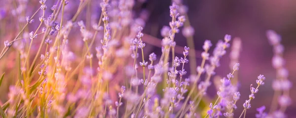 Lavender Purple Flowers Close Blurred Background Field — Stock Photo, Image