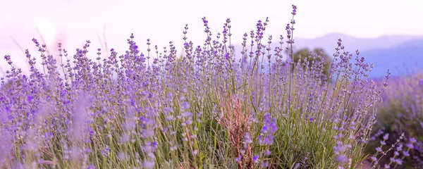 Lavendel Lila Blüten Nahaufnahme Auf Himmel Hintergrund Sommer Feld Banner — Stockfoto