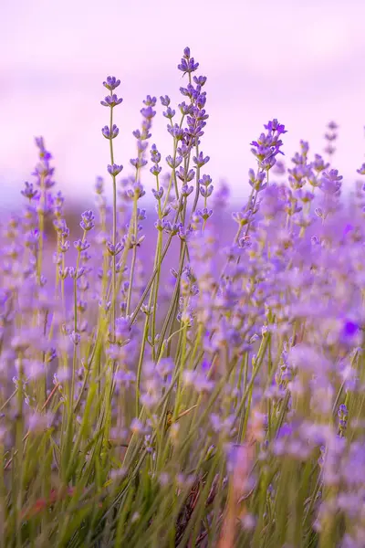 Lawenda Purpurowe Kwiaty Zbliżenie Tle Nieba Lato Pole — Zdjęcie stockowe