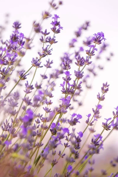 Lavendel Lila Blüten Nahaufnahme Himmel Hintergrund Sommer Feld — Stockfoto