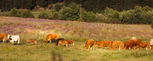 夏の緑のフィールドバナーの背景に牛の群れ 背後にある木 — ストック写真