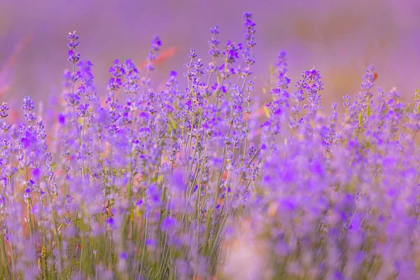 薰衣草紫色花朵特写在模糊的背景上 — 图库照片
