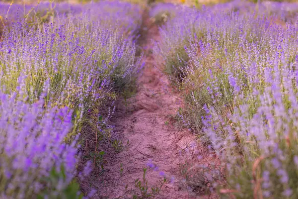Lavanda Flores Púrpura Fila Primer Plano Campo Verano —  Fotos de Stock