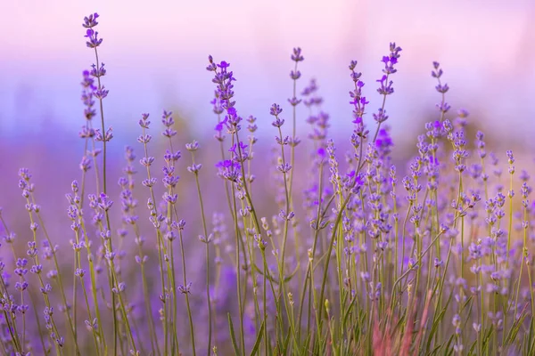 薰衣草紫色花朵在天空背景下的特写 — 图库照片