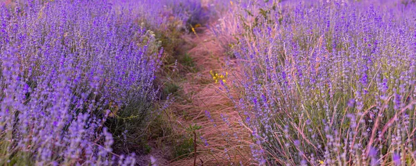 Violett Lila Lavendelfeld Großaufnahme Banner Blumen Selektiver Fokus Hintergrund Verwischen — Stockfoto