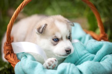 Sepet mavi gözlü sevimli Sibirya husky köpek yavrusu