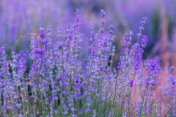 紫罗兰薰衣草场特写 色彩斑斓 背景模糊的花朵 — 图库照片