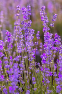 Mor mor lavanta tarlasına yakın çekim. Bulanık arkaplanda pastel renkte çiçekler