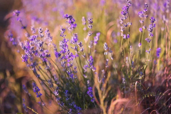 Lavendel Lila Blüten Nahaufnahme Sommer Feld — Stockfoto