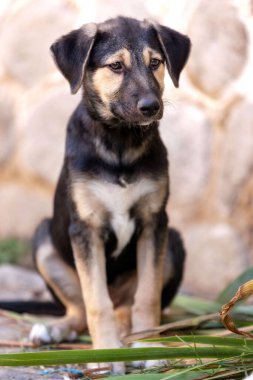 Barınakta oturan üzgün gözlü köpek yavrusu, evlat edinilmeyi bekliyor, yakın plan portre.