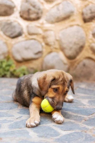 Rescue adoption dog puppy with sad look on the face with the ball toy, copy space