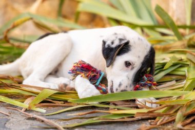 Barınakta beyaz ve siyah köpek yavrusu, oyuncaklarla oynuyor, yakın plan portre