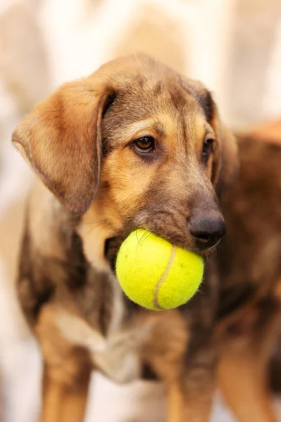 Rescue adoption dog puppy with sad look on the face with the ball toy