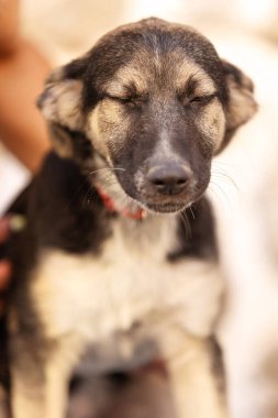 Evlatlık köpek portresi gözleri kapalı.