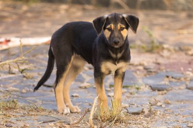 Köpek yavrusu üzgün gözlerle sığınakta duruyor, evlat edinilmeyi bekliyor, yakın plan portre.